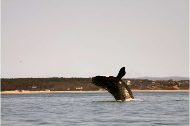 Endangered whales react to environmental changes