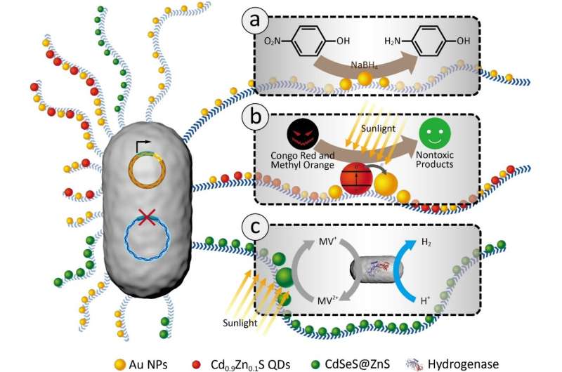 Engineered bacterial biofilms immobilizing nanoparticles enable diverse catalytic applications