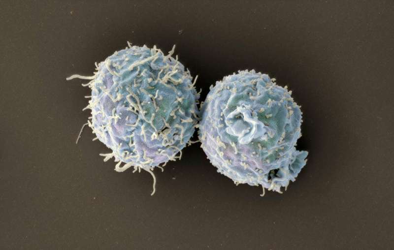 Engineered T cells promote long-term organ transplant acceptance