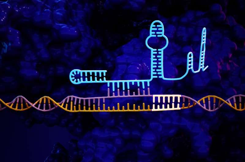 Engineering 'hairpins' increases CRISPR accuracy