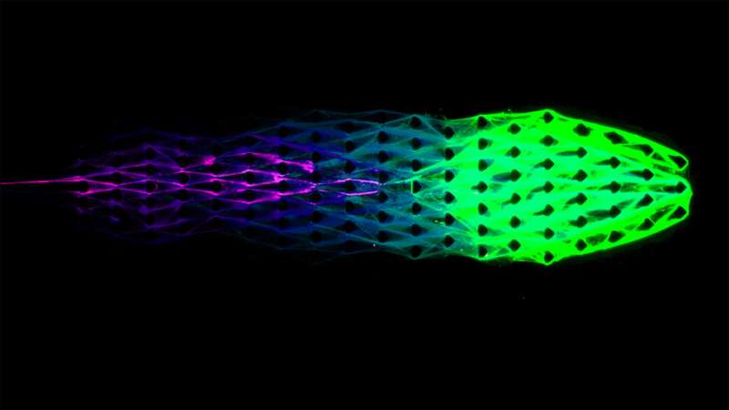 Engineers tap DNA to create 'lifelike' machines
