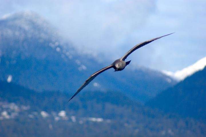 Engineers, zoologists reveal how gulls 'wing morph' for stable soaring