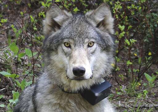 Environmental groups withdraw from Oregon wolf plan talks