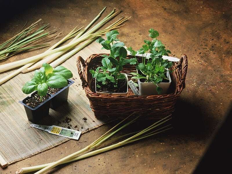 Essentials for growing tasty herbs on your windowsill