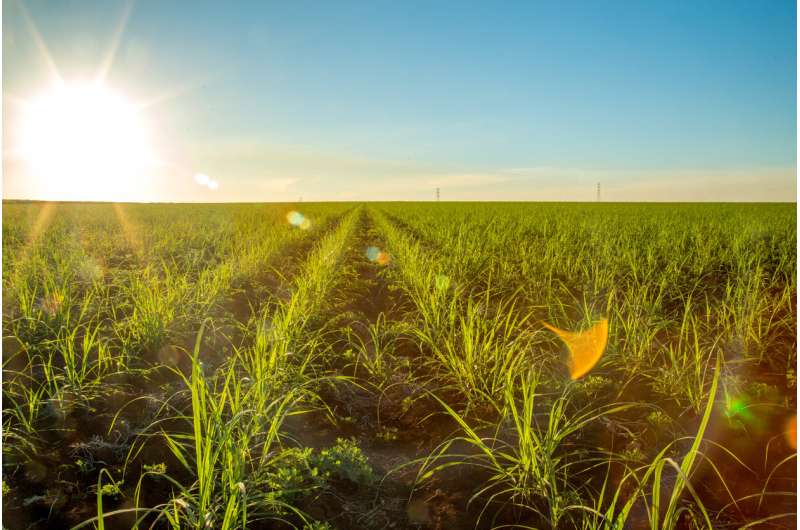Ethanol fuels large-scale expansion of Brazil's farming land