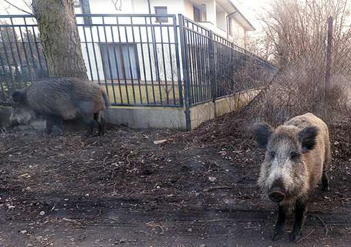 EU OKs Poland's wild boar slaughter to fight swine disease