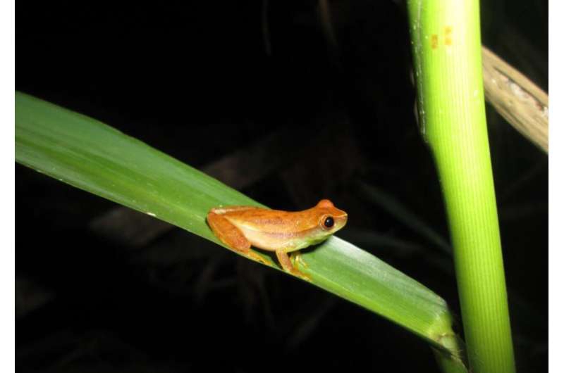 Even more amphibians are endangered than we thought