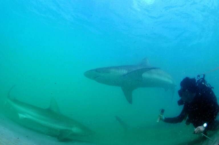 Every winter, as sea temperatures drop, sharks seeking warmer waters head to a northern Israeli shore, drawing enthusiasts hopin