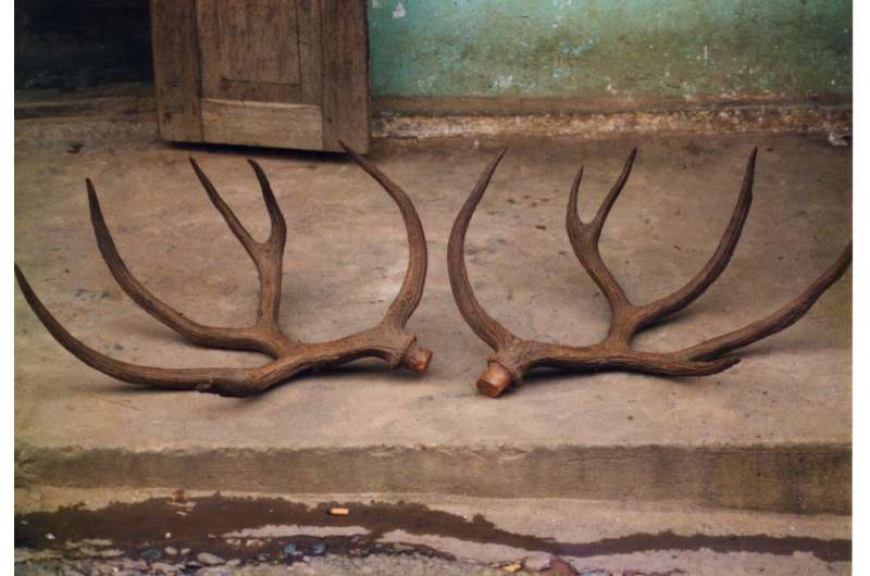 Evidence suggests rare deer lived 50 years beyond 'extinction'