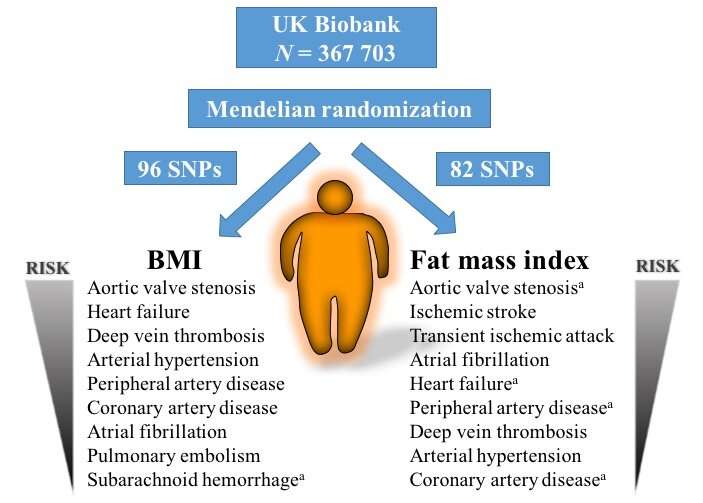 Excess weight and body fat cause cardiovascular disease