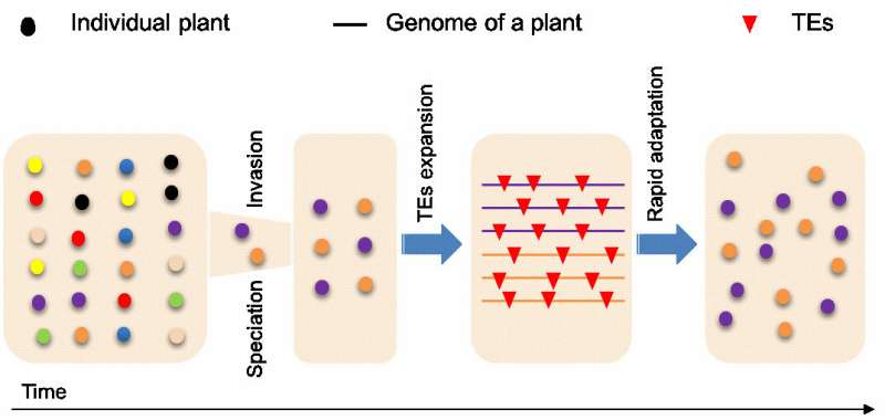 Expansion of transposable elements offers clue to genetic paradox