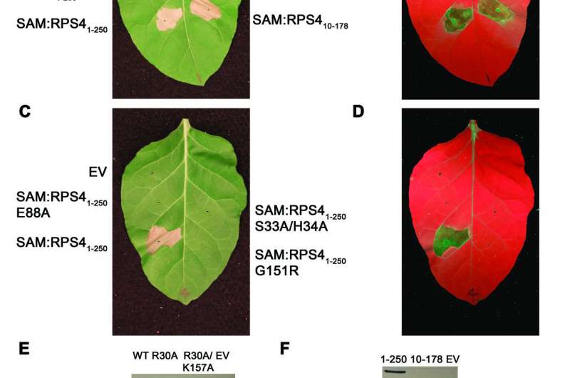 Experiments illuminate key component of plants' immune systems