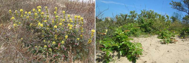 Experiment suggests the best ways to tackle invasive Oregon grape in Belgian coastal dunes