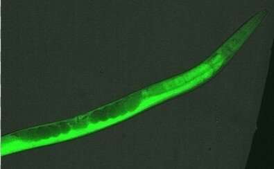 Experiments with roundworms suggest alternatives for the treatment of schizophrenia
