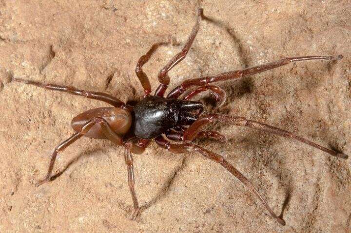 Experts sequence the genome of an endemic spider from the Canary Islands