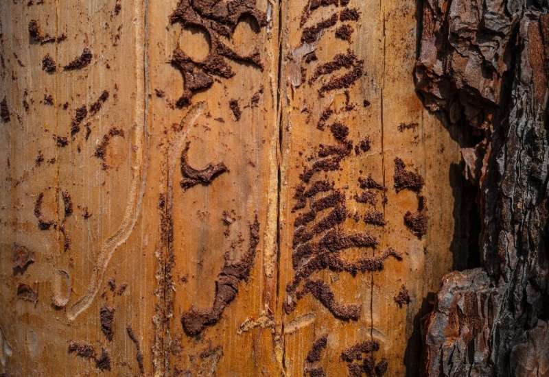 Experts warn that there are no easy fixes to the bark beetles' onslaught, since the underlying cause is beyond the control of an