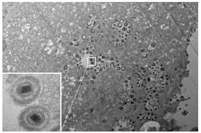 Extreme cold could reveal herpesvirus infection dynamics
