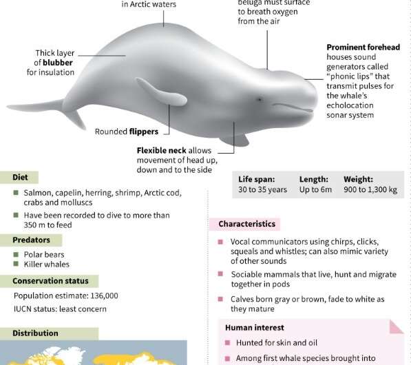 Fact file on beluga whales