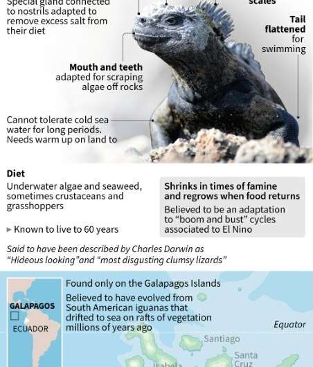 Factfile on marine iguanas in the Galapagos