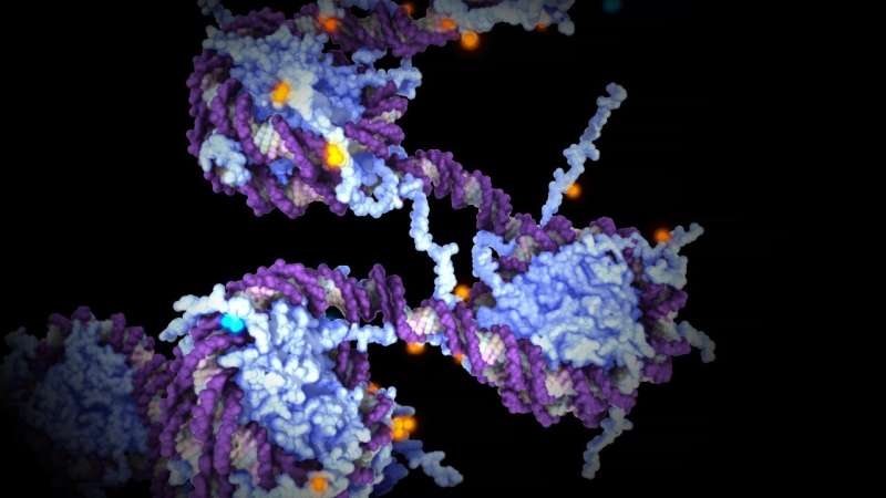 Famous cancer-fighting gene also protects against birth defects