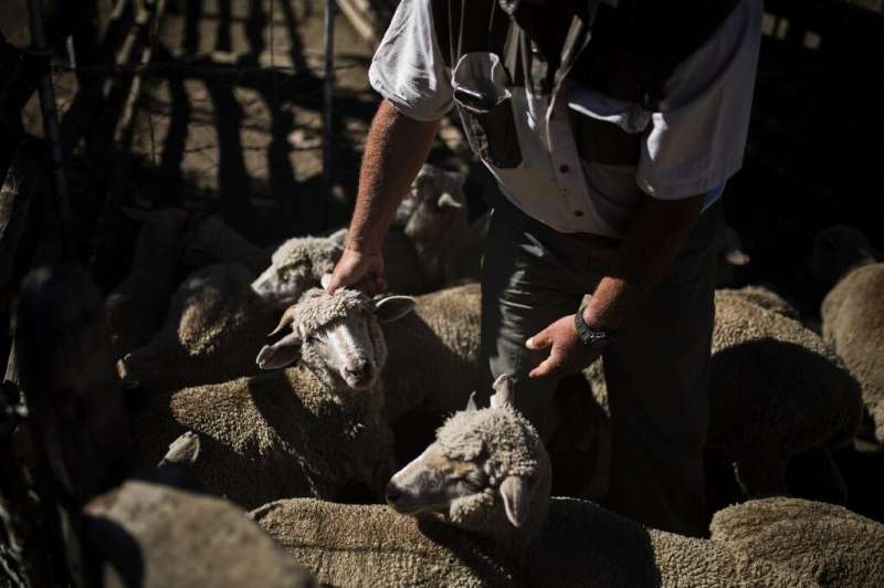 Farmer Steve Bothma separates male and female merino sheep—the animals are being sold for slaughter because of the drought