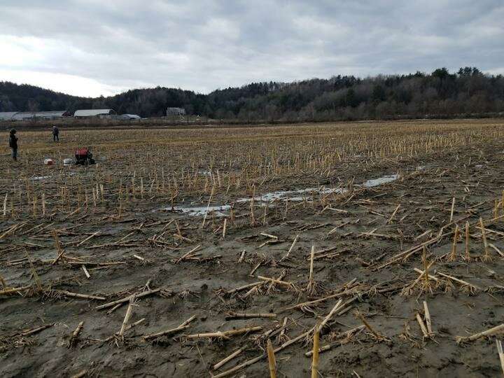 Farm manure boosts greenhouse gas emissions -- even in winter