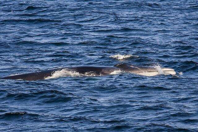 Far-ranging fin whales find year-round residence in Gulf of California