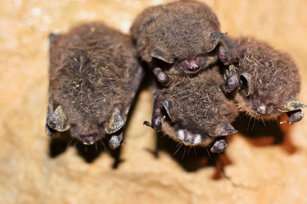 Fat bats withstand the effects of white-nose syndrome, study finds