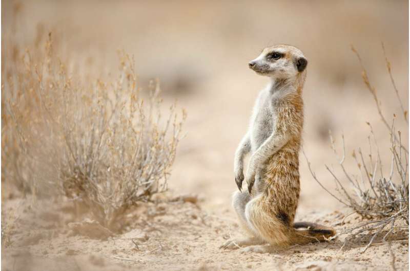 Fate of meerkats tied to seasonal climate effects