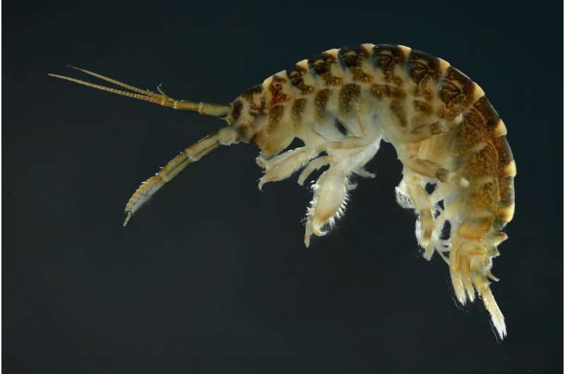 Fear of 'killer shrimps' could pose major threat to European rivers