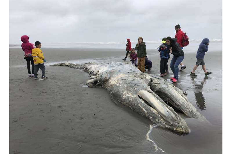 Feds to investigate spike in gray whale deaths on West Coast