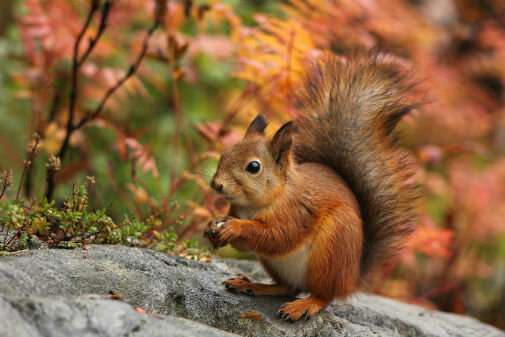 Feeding red squirrels peanuts may make natural diet a tough nut to crack