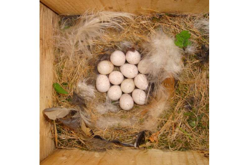 Female age and laying order drive variation of egg quality in blue tits