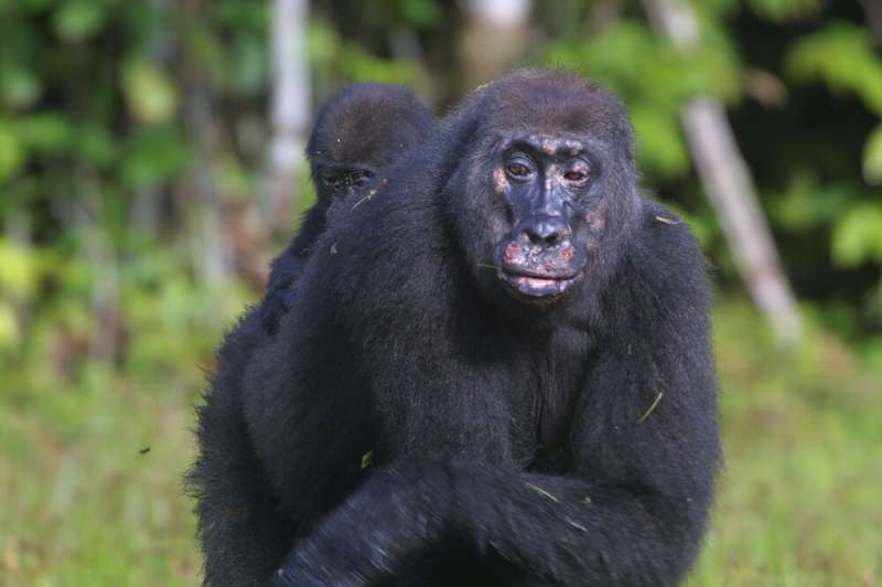 Female gorillas detect and avoid sick groups
