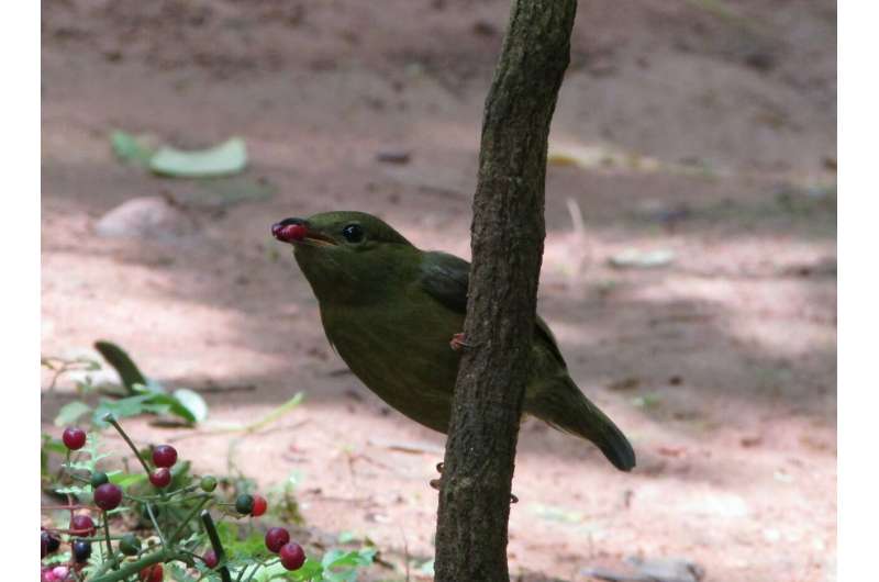 Female manakins use male mating call when implanted with male hormones