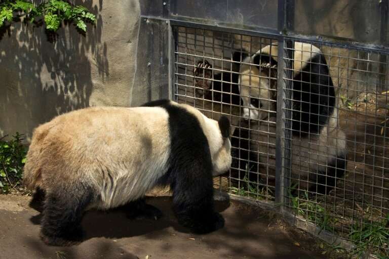Female panda Bai Yun (R) and male panda Gao Gao (L) view each other through a screened gate between their exhibits on April 15, 