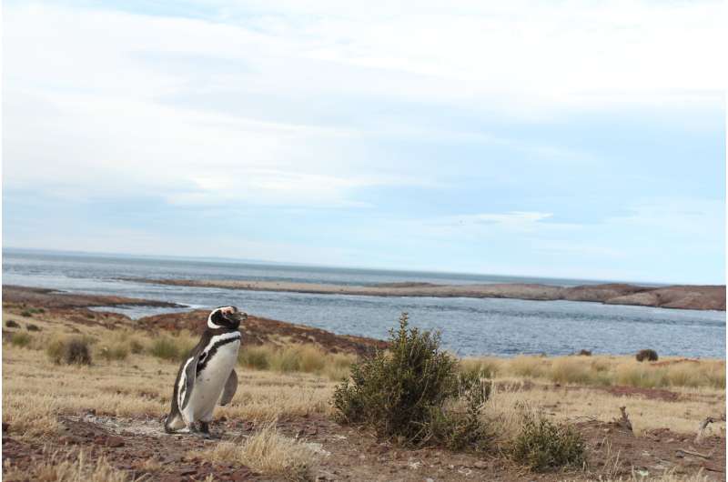 Female penguins are getting stranded along the South American coast
