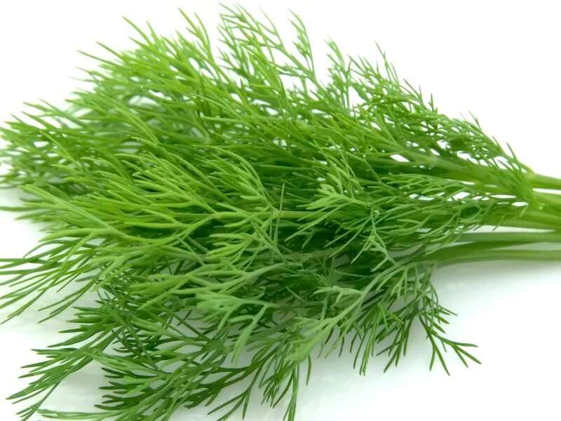 Fennel: A food lover's dream ingredient