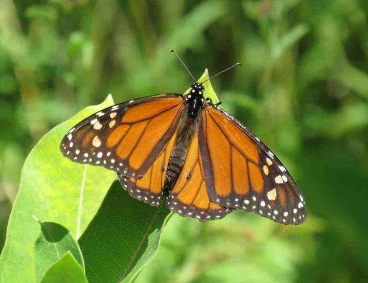 Fewer monarch butterflies are reaching their overwintering destination