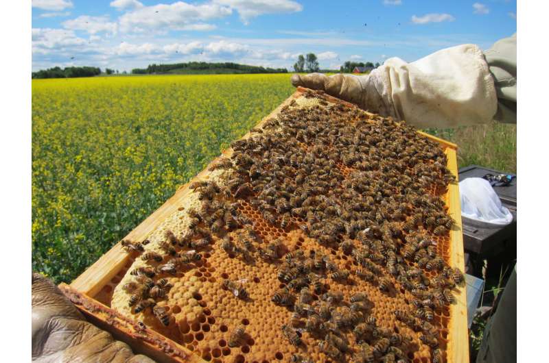 Field trial with neonicotinoids: Honeybees are much more robust than bumblebees