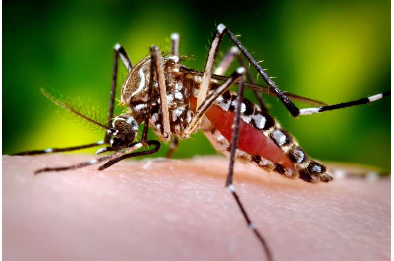 Fighting human disease with birth control ... for mosquitoes