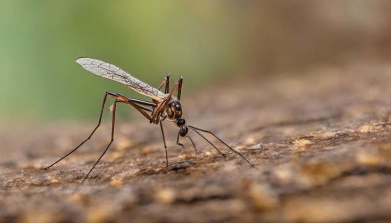 Fighting malaria with fungi: biologists engineer a fungus to be deadlier to mosquitoes