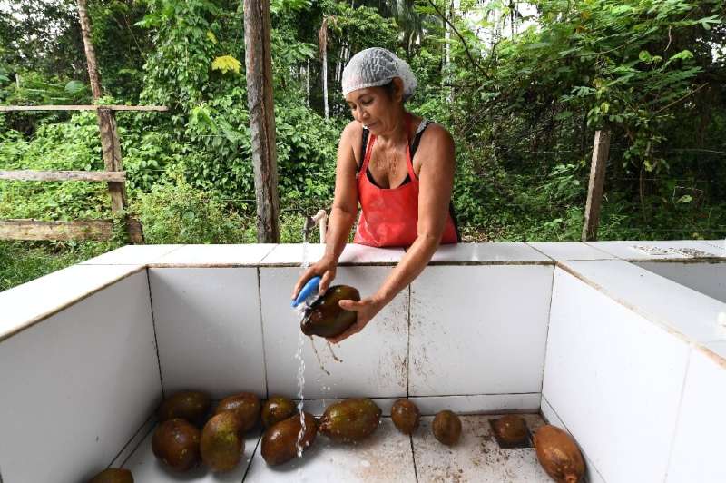 Filomena Freitas cleans cupuacu tree fruits at the Boa Esperanca community in the Amana Sustainable Development Reserve, Amazona
