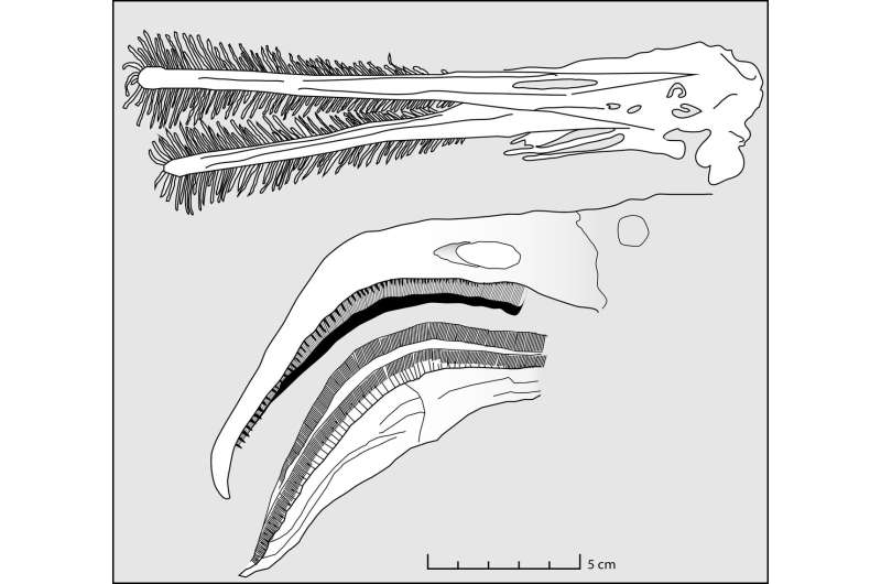 Filter-feeding pterosaurs were the flamingos of the Late Jurassic