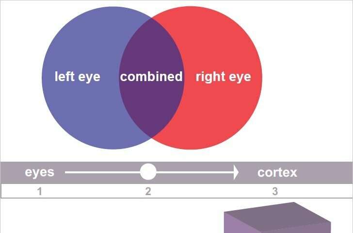 Findings on eye-signal blending re-examines Nobel-winning research