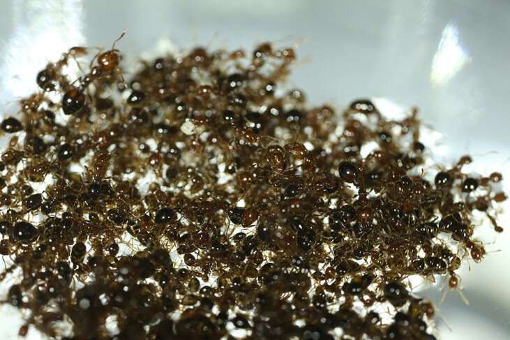 Fire ants' raft building skills react as fluid forces change