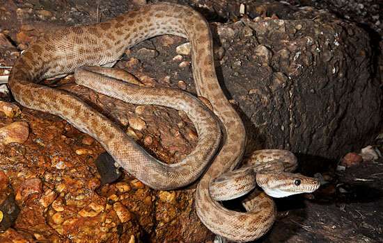First action plan in 25 years aims to save Australia’s snakes and lizards from extinction