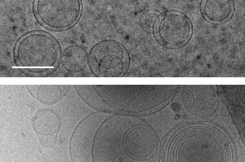First cells may have emerged because building blocks of proteins stabilized membranes