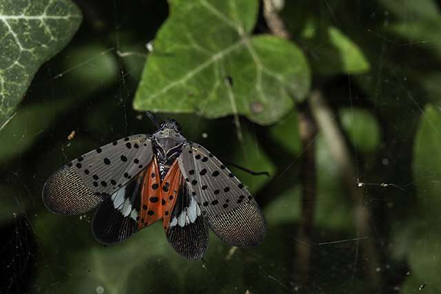 First Genome of Spotted Lanternfly Built from a Single Insect
