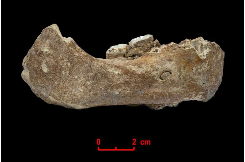 First hominins on the Tibetan Plateau were Denisovans